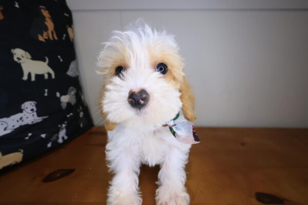 Bishop Maltipoo 01
