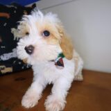 Bishop Maltipoo 02
