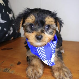 Blitz Morkie 01 Blitz Morkie 01