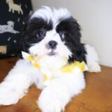 Blu Shih Tzu 01