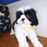 Blu Shih Tzu 02