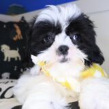 Blu Shih Tzu 03