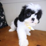 Blu Shih Tzu 04