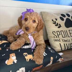 Bluebell Standard Goldendoodle 01 Bluebell Standard Goldendoodle 01