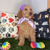 Bluebell Standard Goldendoodle 03