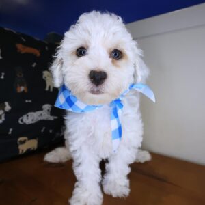 Bogart Maltipoo 01 Bogart Maltipoo 01