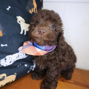 Bolt Cockapoo 01 Bolt Cockapoo 01