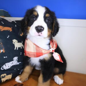 Boomer Bernese Mountain 01 Boomer Bernese Mountain 01