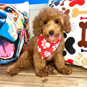 Bramwell Goldendoodle 01 Bramwell Goldendoodle 01