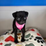 Bridget Pug 03
