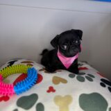 Bridget Pug 04