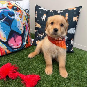 Brie Golden Retriever 01