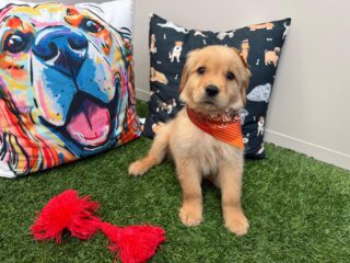 Brie Golden Retriever 01