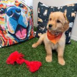 Brie Golden Retriever 02