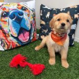 Brie Golden Retriever 04