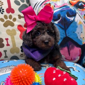 Brit Poodle 01 Brit Poodle 01