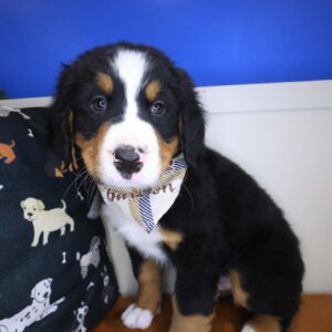 Brody Bernese Mountain 01 Brody Bernese Mountain 01