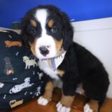 Brody Bernese Mountain 03