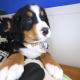 Brody Bernese Mountain 04