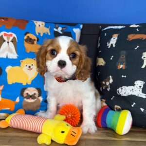 Brooksy Cavalier King Charles Spaniel 01 Brooksy Cavalier King Charles Spaniel 01
