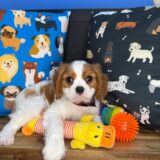 Brooksy Cavalier King Charles Spaniel 02