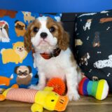 Brooksy Cavalier King Charles Spaniel 03