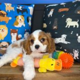 Brooksy Cavalier King Charles Spaniel 04