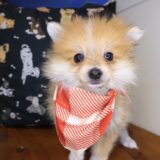 Bub Pomeranian 01