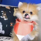 Bub Pomeranian 02