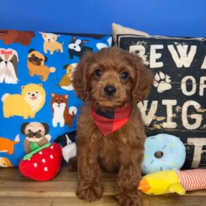 Buster Cavapoo 01 Buster Cavapoo 01