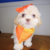Buzz Shih Tzu 01