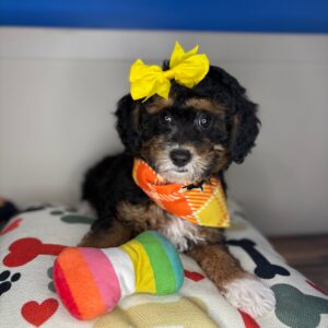 Calista Sheepadoodle 01 Calista Sheepadoodle 01