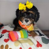 Calista Sheepadoodle 03