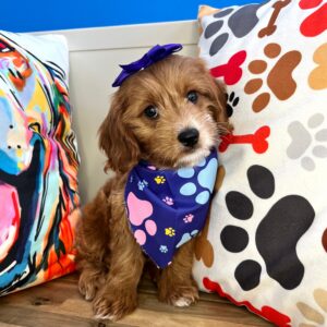 Carino Cavapoo 01 Carino Cavapoo 01