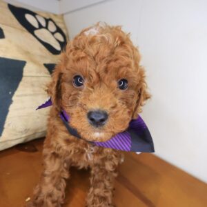 Chance Cavapoo 01 Chance Cavapoo 01