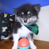 Chappie Pomeranian 01