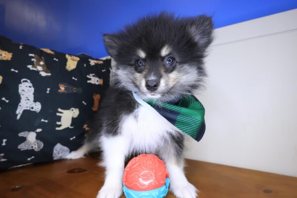 Chappie Pomeranian 01