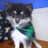 Chappie Pomeranian 02