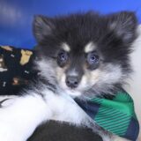 Chappie Pomeranian 03