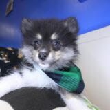 Chappie Pomeranian 04
