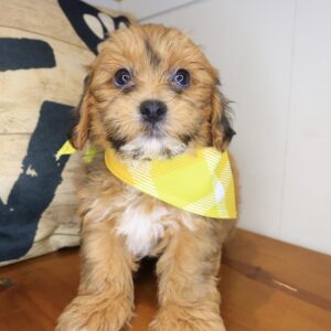 Chappie Shihpoo 01 Chappie Shihpoo 01