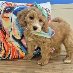 Chia Goldendoodle 01 Chia Goldendoodle 01