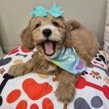 Chia Goldendoodle 02