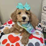 Chia Goldendoodle 04