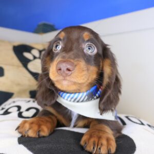 Chico Dachshund 01 Chico Dachshund 01