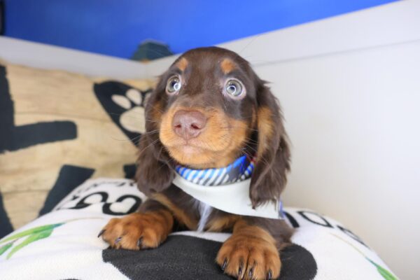 Chico Dachshund 01