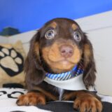 Chico Dachshund 02