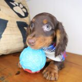 Chico Dachshund 03