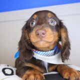 Chico Dachshund 04