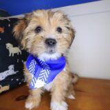 Chocaccino Shorkie 01